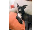 Adopt Santiago a Black - with White Mutt / Mixed dog in Atlanta, GA (41347613)