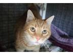 Adopt Jack a Orange or Red Domestic Shorthair (short coat) cat in House Springs
