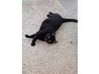 Adopt Miss Ma'am a All Black Domestic Shorthair / Mixed (short coat) cat in
