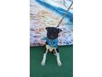 Adopt Peter a Border Collie / Labrador Retriever / Mixed dog in Los Angeles