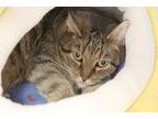 Adopt Nia a Brown Tabby Domestic Shorthair (short coat) cat in House Springs