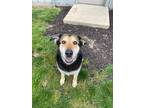Adopt Jade a Shepherd (Unknown Type) / Mixed Breed (Medium) / Mixed dog in