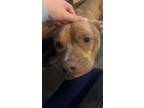 Adopt Daisy a Tan/Yellow/Fawn - with White Mutt / Mixed dog in Cincinnati