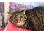 Adopt Little Brennan a Brown Tabby Domestic Shorthair (short coat) cat in House