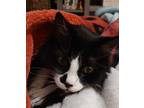 Adopt Cricket a Black & White or Tuxedo Maine Coon / Mixed (long coat) cat in