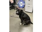 Adopt Brutus a Black - with White American Pit Bull Terrier / Mixed dog in