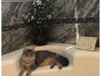 Adopt Dot a Gray, Blue or Silver Tabby Domestic Longhair / Mixed (long coat) cat