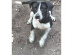 Adopt Lilly Pad a Gray/Blue/Silver/Salt & Pepper English Setter / Pointer /