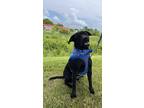 Adopt BOOMER a Black Labrador Retriever / Mixed dog in Ash, NC (40940483)
