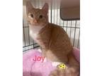 Adopt Joy a Orange or Red (Mostly) Domestic Shorthair (short coat) cat in San
