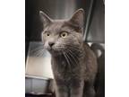 Adopt Fruity Pebbles a Gray or Blue Domestic Shorthair (short coat) cat in House