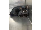 Adopt Bo- Peep a All Black Domestic Shorthair / Mixed Breed (Medium) / Mixed