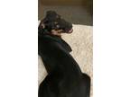 Adopt Harmony a Black - with Tan, Yellow or Fawn Rottweiler / Mixed dog in