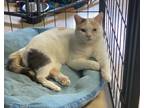 Adopt Robin a White Domestic Shorthair / Domestic Shorthair / Mixed cat in