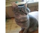 Adopt TABITHA a Gray or Blue Domestic Shorthair / Domestic Shorthair / Mixed cat