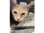 Adopt Ghost (Beau) a Gray or Blue (Mostly) Domestic Shorthair / Mixed Breed