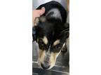 Adopt Rosey a Black Australian Cattle Dog / Mixed dog in Fort Worth