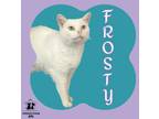 Adopt Frosty a White Domestic Shorthair / Mixed Breed (Medium) / Mixed (short