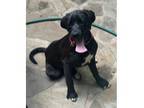 Adopt Rally a Black Labrador Retriever dog in Atlanta, GA (41347352)