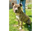 Adopt Kinsley **In Foster Care** a Brindle Mixed Breed (Large) / Mixed dog in