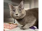 Adopt Timmy *In Foster Care* a Gray or Blue Domestic Shorthair / Mixed Breed