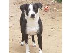 Adopt Celeste a Black Border Collie / Labrador Retriever / Mixed dog in