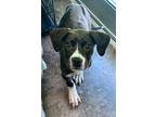 Adopt Pandora a Black Boxer / Labrador Retriever / Mixed dog in Florence