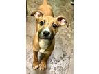 Adopt Phaedra a Brown/Chocolate Boxer / Labrador Retriever / Mixed (short coat)