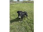 Adopt Bonnie a Black Mastiff / Mixed Breed (Medium) / Mixed (short coat) dog in