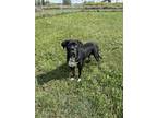 Adopt Bonnie a Black Mastiff / Mixed dog in Everett, ON (39297702)