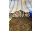 Adopt Tortie a Gray or Blue Domestic Shorthair / Mixed Breed (Medium) / Mixed