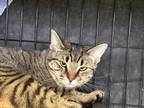 Adopt Shya a Brown or Chocolate Domestic Shorthair / Domestic Shorthair / Mixed