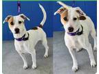 Adopt Ted a White Jack Russell Terrier / Mixed Breed (Medium) / Mixed (short