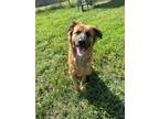 Adopt Timber a Red/Golden/Orange/Chestnut Shepherd (Unknown Type) / Mixed dog in