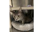 Adopt Cooper a Gray or Blue Domestic Shorthair / Domestic Shorthair / Mixed cat