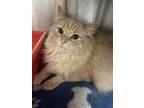 Adopt Peach a Orange or Red Domestic Longhair / Domestic Shorthair / Mixed cat