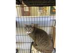 Adopt Chester a Gray or Blue Domestic Shorthair / Mixed Breed (Medium) / Mixed