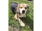 Adopt Toby a Tan/Yellow/Fawn Beagle / Mixed dog in Everett, ON (41338465)