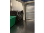 Adopt Howie a Gray or Blue Domestic Shorthair / Mixed Breed (Medium) / Mixed
