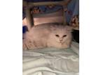 Adopt Pearl a White Domestic Longhair / Domestic Shorthair / Mixed cat in
