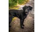 Adopt Stich a Black Labrador Retriever / Mixed Breed (Medium) / Mixed (short