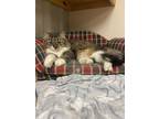 Adopt Athena a White Domestic Longhair / Domestic Shorthair / Mixed cat in
