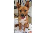 Adopt Ellie - HOUSETRAINED KA a Red/Golden/Orange/Chestnut - with White