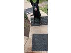 Adopt Vader a Black German Shepherd Dog / Mixed dog in San Antonio