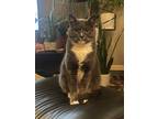 Adopt Pepper a Gray or Blue (Mostly) Domestic Shorthair / Mixed (short coat) cat