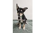 Adopt Agave a Black Husky / Mixed dog in Phoenix, AZ (41125416)