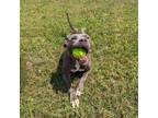 Adopt Stella a Gray/Blue/Silver/Salt & Pepper American Pit Bull Terrier / Mixed