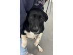 Adopt Cadbury a Labrador Retriever / Mixed dog in Beebe, AR (41180121)