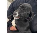 Adopt Jelly Bean a Labrador Retriever / Mixed dog in Beebe, AR (41180118)
