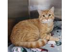 Adopt Haiku a Orange or Red Domestic Shorthair (short coat) cat in House